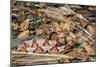 Copperhead Snake-null-Mounted Photographic Print