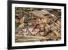 Copperhead Snake-null-Framed Photographic Print