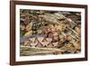 Copperhead Snake-null-Framed Photographic Print