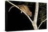 Coppery Brushtail Possum (Trichosurus Vulpecula Johnstonii)-Louise Murray-Stretched Canvas