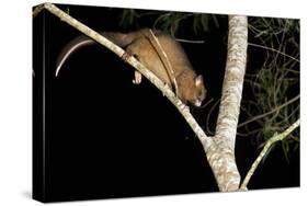 Coppery Brushtail Possum (Trichosurus Vulpecula Johnstonii)-Louise Murray-Stretched Canvas