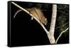 Coppery Brushtail Possum (Trichosurus Vulpecula Johnstonii)-Louise Murray-Framed Stretched Canvas