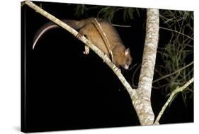 Coppery Brushtail Possum (Trichosurus Vulpecula Johnstonii)-Louise Murray-Stretched Canvas