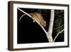 Coppery Brushtail Possum (Trichosurus Vulpecula Johnstonii)-Louise Murray-Framed Photographic Print