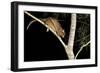 Coppery Brushtail Possum (Trichosurus Vulpecula Johnstonii)-Louise Murray-Framed Photographic Print