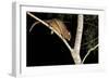 Coppery Brushtail Possum (Trichosurus Vulpecula Johnstonii)-Louise Murray-Framed Photographic Print