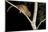 Coppery Brushtail Possum (Trichosurus Vulpecula Johnstonii)-Louise Murray-Mounted Photographic Print