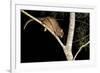 Coppery Brushtail Possum (Trichosurus Vulpecula Johnstonii)-Louise Murray-Framed Photographic Print