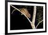 Coppery Brushtail Possum (Trichosurus Vulpecula Johnstonii)-Louise Murray-Framed Photographic Print