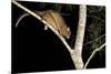 Coppery Brushtail Possum (Trichosurus Vulpecula Johnstonii)-Louise Murray-Mounted Photographic Print
