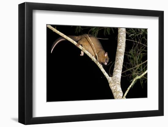 Coppery Brushtail Possum (Trichosurus Vulpecula Johnstonii)-Louise Murray-Framed Photographic Print