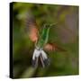 Coppery-Headed Emerald (Elvira Cupreiceps) Hummingbird in Flight-Steffen Foerster-Stretched Canvas