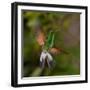 Coppery-Headed Emerald (Elvira Cupreiceps) Hummingbird in Flight-Steffen Foerster-Framed Photographic Print