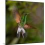 Coppery-Headed Emerald (Elvira Cupreiceps) Hummingbird in Flight-Steffen Foerster-Mounted Photographic Print