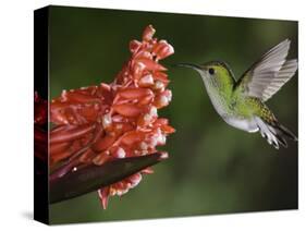 Coppery-Headed Emerald in Flight, Central Valley, Costa Rica-Rolf Nussbaumer-Stretched Canvas