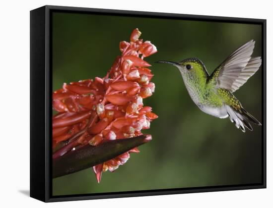 Coppery-Headed Emerald in Flight, Central Valley, Costa Rica-Rolf Nussbaumer-Framed Stretched Canvas