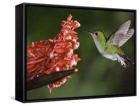 Coppery-Headed Emerald in Flight, Central Valley, Costa Rica-Rolf Nussbaumer-Framed Stretched Canvas