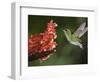 Coppery-Headed Emerald in Flight, Central Valley, Costa Rica-Rolf Nussbaumer-Framed Photographic Print