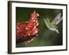 Coppery-Headed Emerald in Flight, Central Valley, Costa Rica-Rolf Nussbaumer-Framed Photographic Print