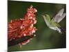 Coppery-Headed Emerald in Flight, Central Valley, Costa Rica-Rolf Nussbaumer-Mounted Photographic Print