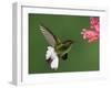 Coppery-Headed Emerald in Flight Feeding on Shrimp Plant, Central Valley, Costa Rica-Rolf Nussbaumer-Framed Photographic Print