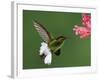 Coppery-Headed Emerald in Flight Feeding on Shrimp Plant, Central Valley, Costa Rica-Rolf Nussbaumer-Framed Photographic Print