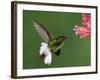 Coppery-Headed Emerald in Flight Feeding on Shrimp Plant, Central Valley, Costa Rica-Rolf Nussbaumer-Framed Photographic Print