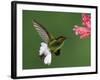 Coppery-Headed Emerald in Flight Feeding on Shrimp Plant, Central Valley, Costa Rica-Rolf Nussbaumer-Framed Photographic Print