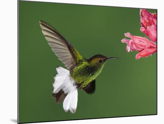 Coppery-Headed Emerald in Flight Feeding on Shrimp Plant, Central Valley, Costa Rica-Rolf Nussbaumer-Mounted Photographic Print