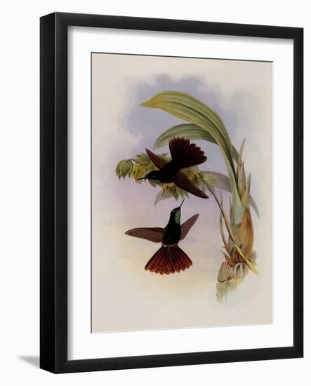 Coppery-Tail, Metallura Cupreicauda-John Gould-Framed Giclee Print