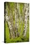 Coppiced Downy Birch Trunks in Laelatu Wooded Meadow-null-Stretched Canvas