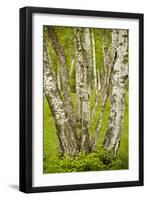 Coppiced Downy Birch Trunks in Laelatu Wooded Meadow-null-Framed Photographic Print