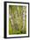 Coppiced Downy Birch Trunks in Laelatu Wooded Meadow-null-Framed Photographic Print