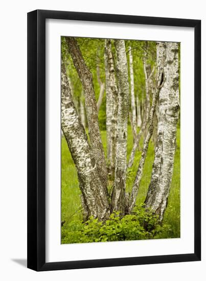 Coppiced Downy Birch Trunks in Laelatu Wooded Meadow-null-Framed Photographic Print