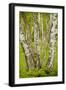 Coppiced Downy Birch Trunks in Laelatu Wooded Meadow-null-Framed Photographic Print