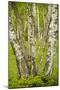 Coppiced Downy Birch Trunks in Laelatu Wooded Meadow-null-Mounted Photographic Print