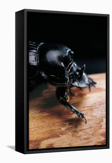 Copris Lunaris (Horned Dung Beetle)-Paul Starosta-Framed Stretched Canvas