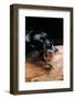 Copris Lunaris (Horned Dung Beetle)-Paul Starosta-Framed Photographic Print