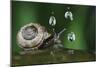 Copse Snail (Arianta Arbustorum) On Oak Tree Branch In Rain-Solvin Zankl-Mounted Photographic Print