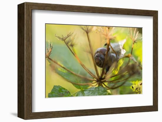 Copse snail on a plant natural green background-Paivi Vikstrom-Framed Photographic Print