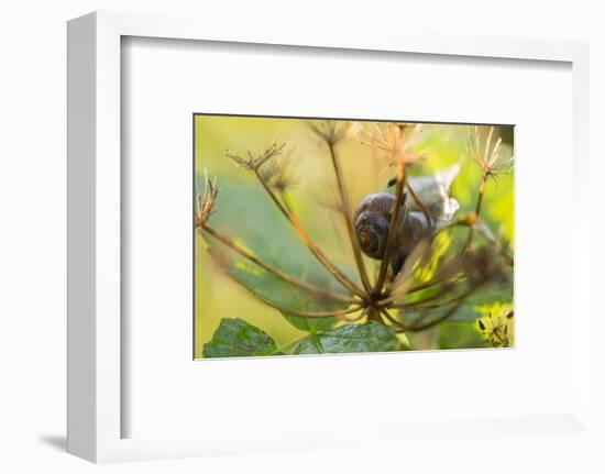 Copse snail on a plant natural green background-Paivi Vikstrom-Framed Photographic Print