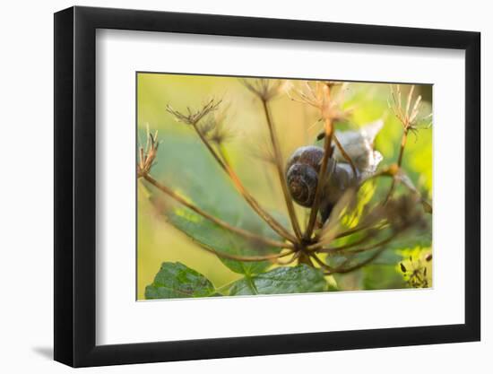 Copse snail on a plant natural green background-Paivi Vikstrom-Framed Photographic Print