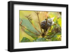 Copse snail on a plant natural green background-Paivi Vikstrom-Framed Photographic Print