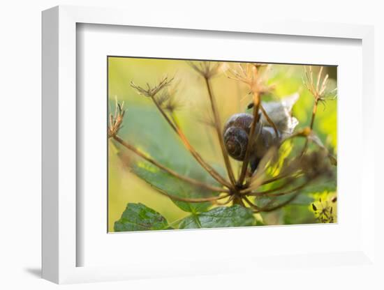 Copse snail on a plant natural green background-Paivi Vikstrom-Framed Photographic Print