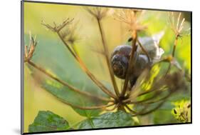 Copse snail on a plant natural green background-Paivi Vikstrom-Mounted Photographic Print