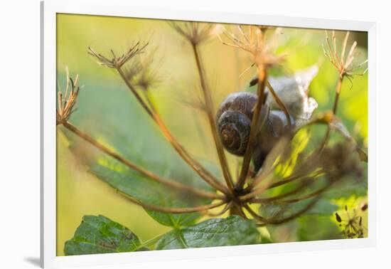 Copse snail on a plant natural green background-Paivi Vikstrom-Framed Photographic Print