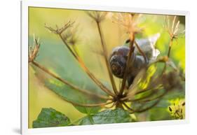 Copse snail on a plant natural green background-Paivi Vikstrom-Framed Photographic Print