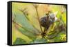 Copse snail on a plant natural green background-Paivi Vikstrom-Framed Stretched Canvas