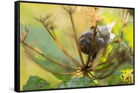 Copse snail on a plant natural green background-Paivi Vikstrom-Framed Stretched Canvas