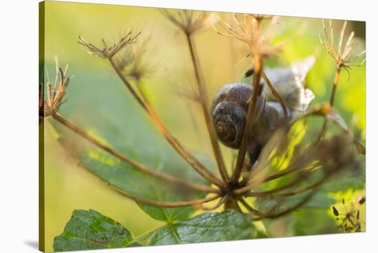 Copse snail on a plant natural green background-Paivi Vikstrom-Stretched Canvas